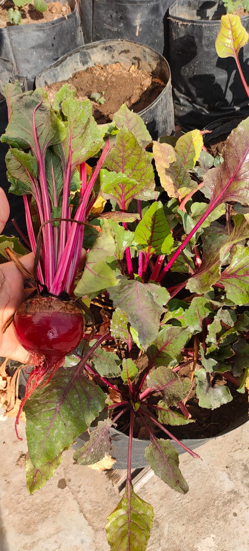 Beetroot