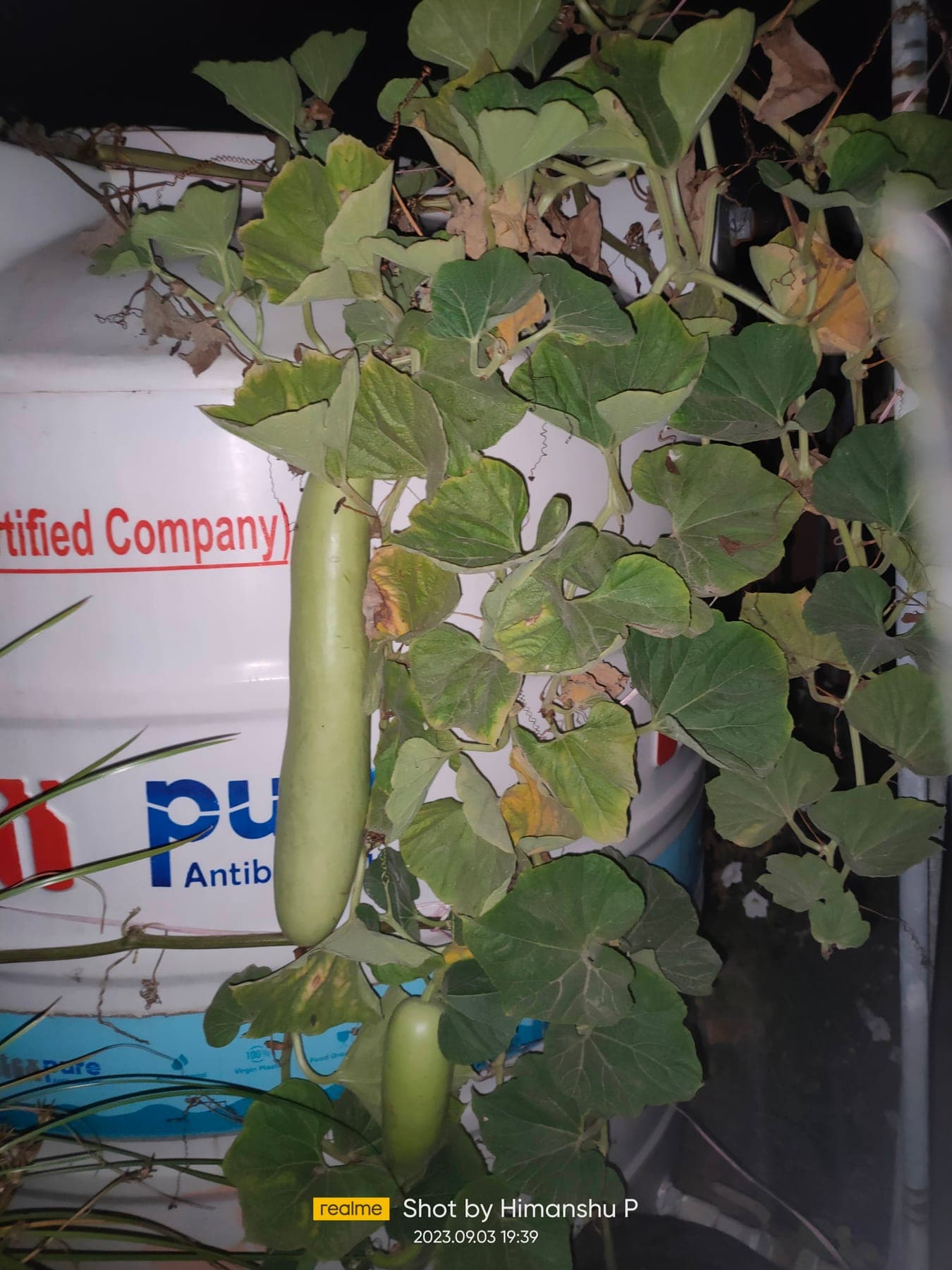 Bottle Gourd