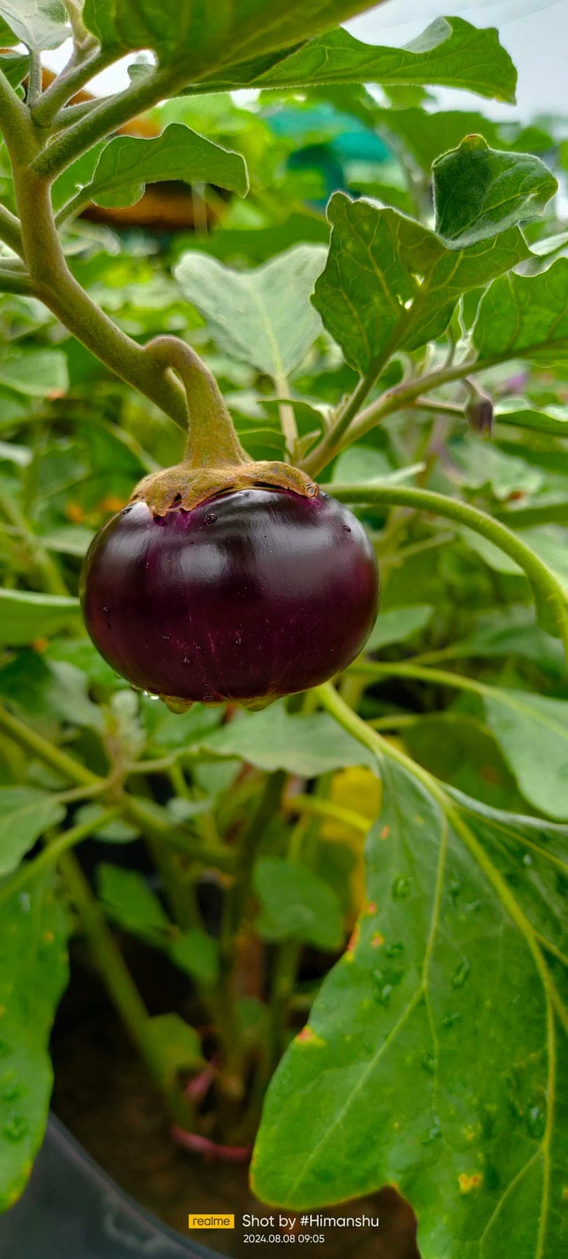 Brinjal