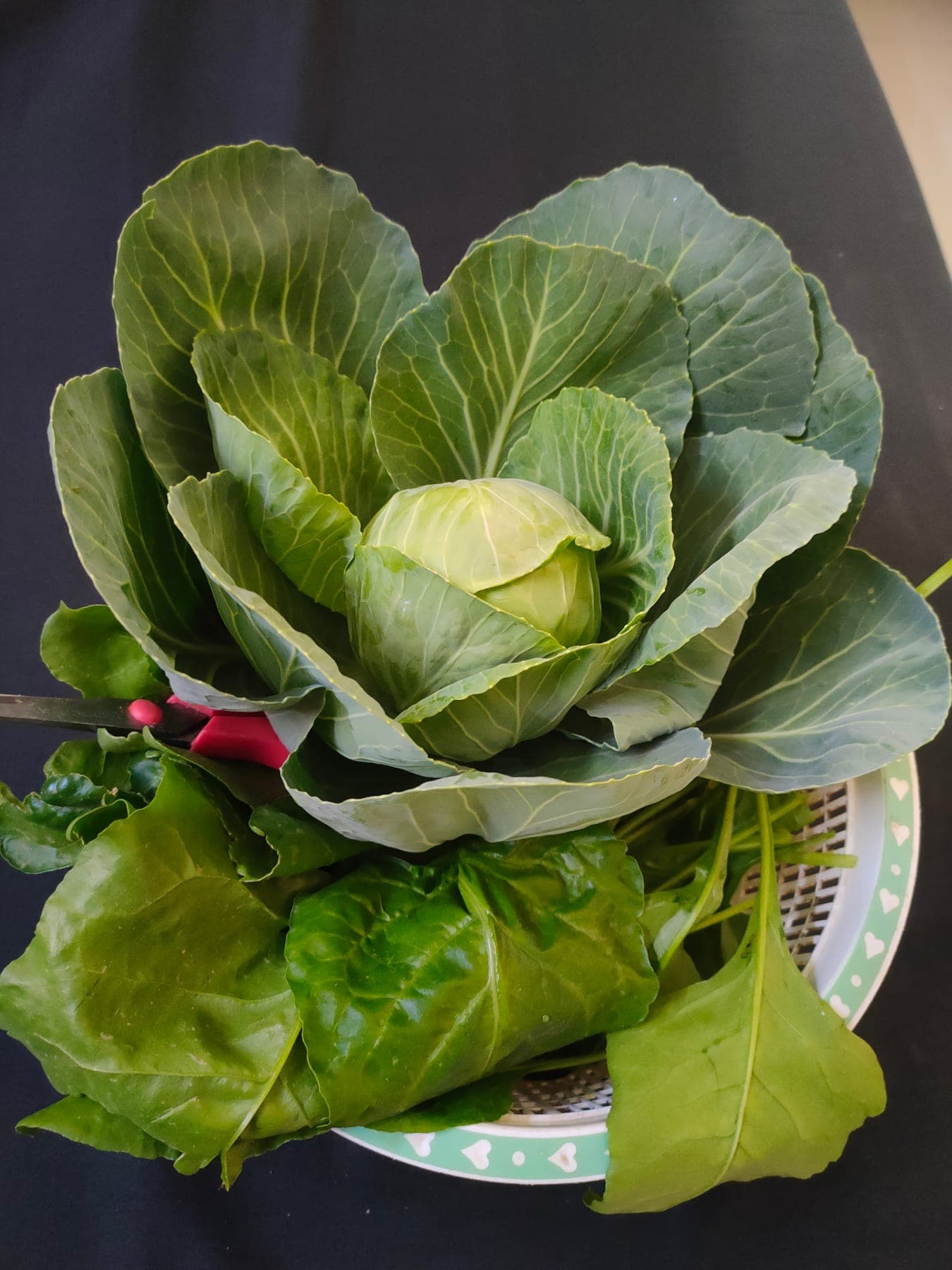 Cabbage