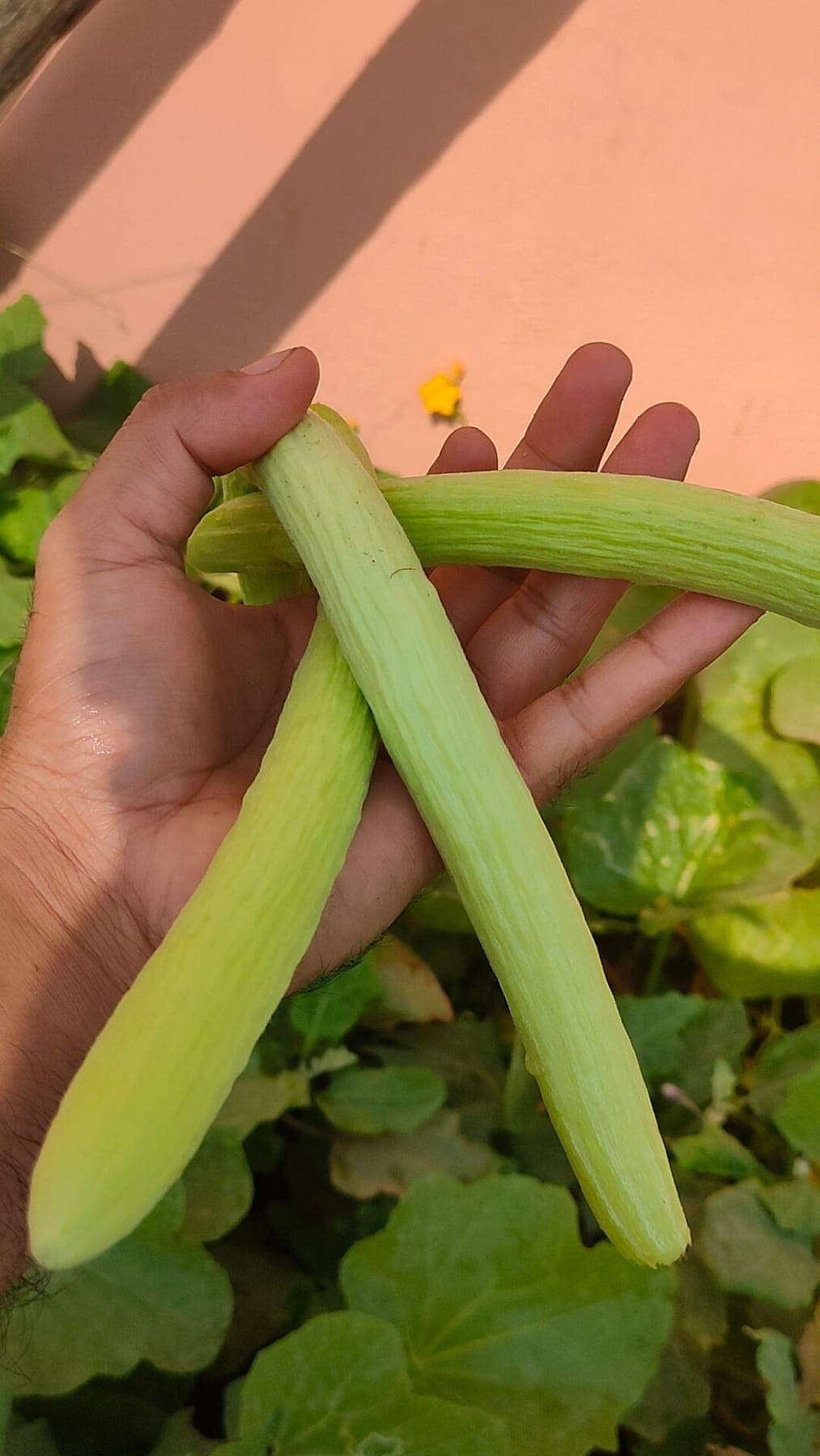 Cucumber Kakdi