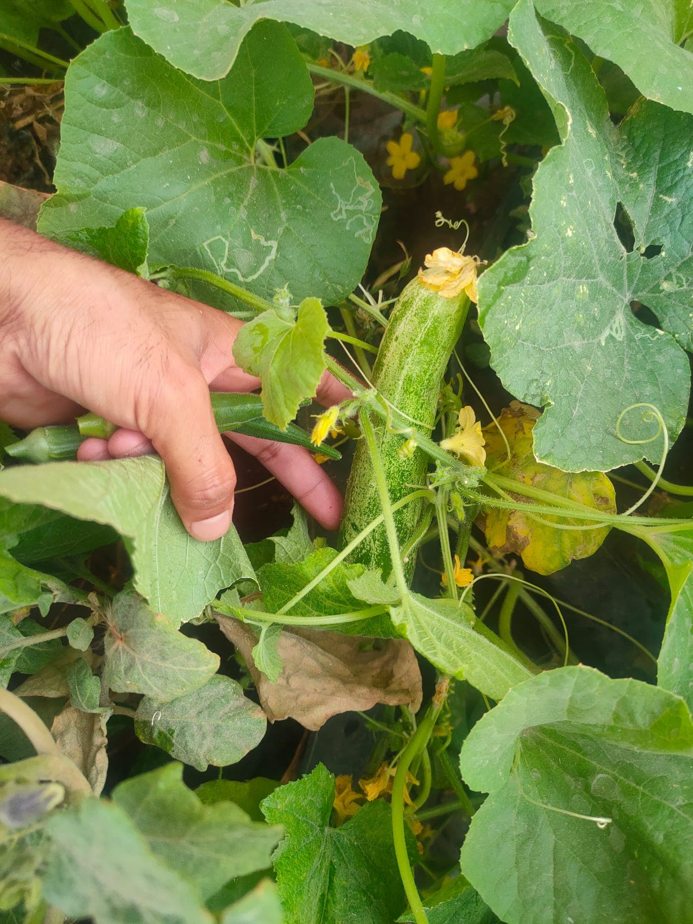 Cucumber