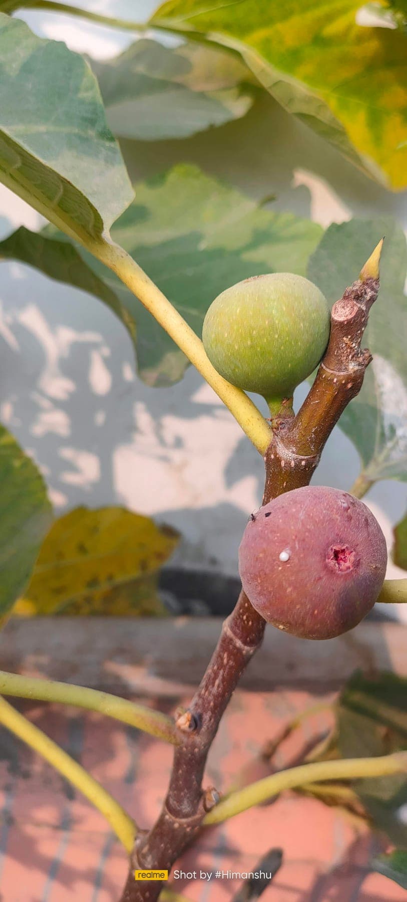 Fig