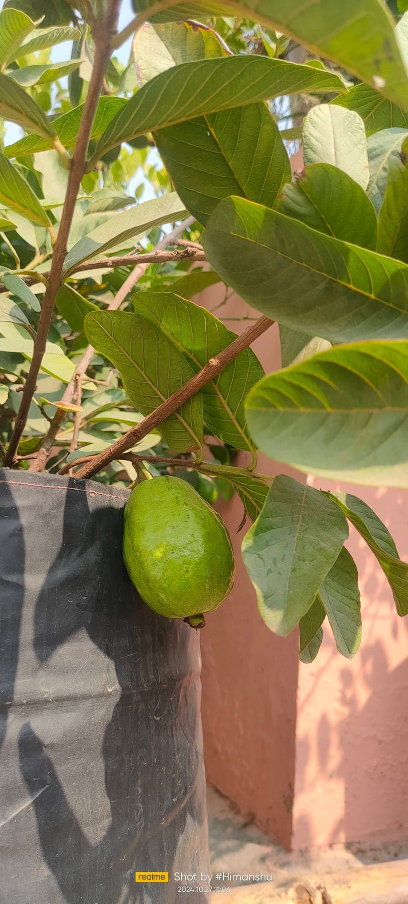 Guava