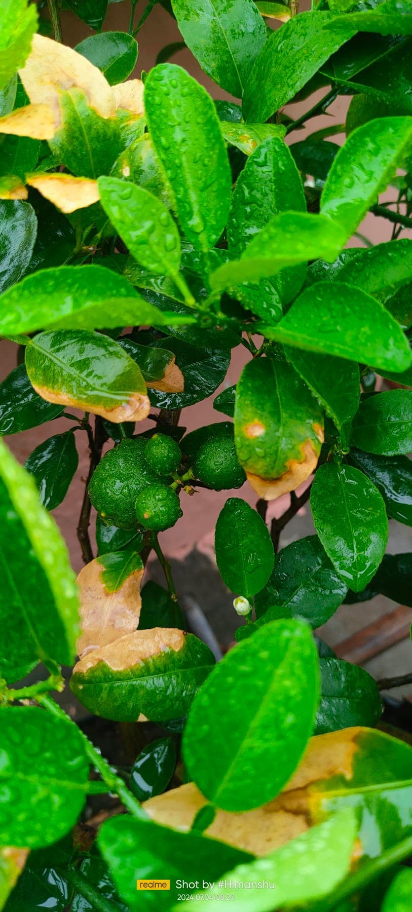 Lemon