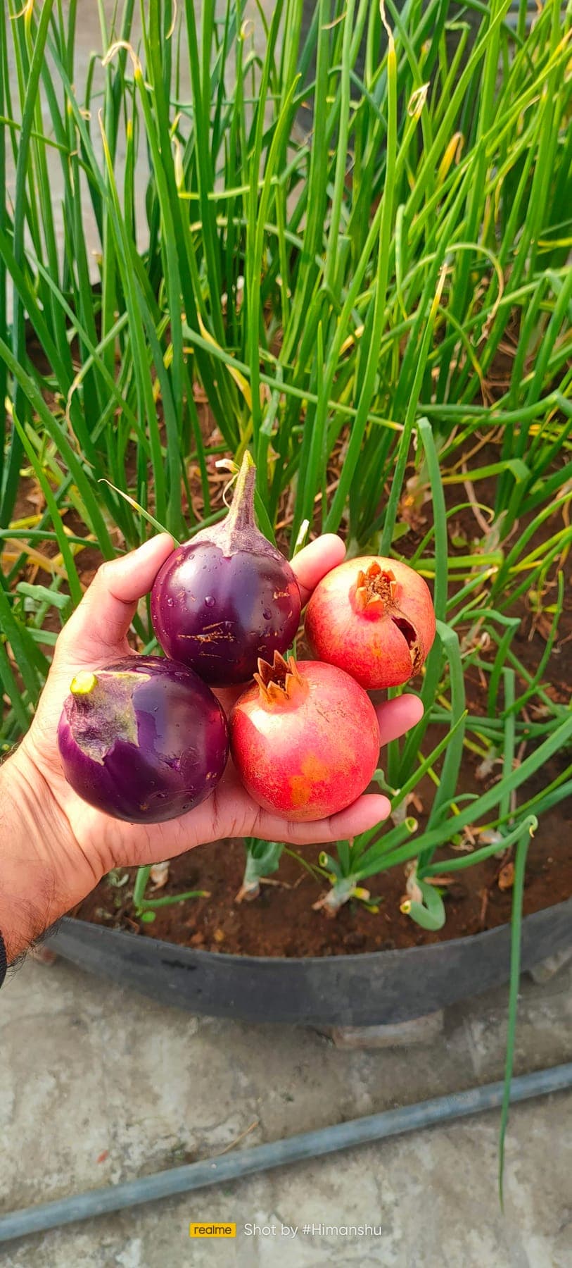 MixVeg Onion