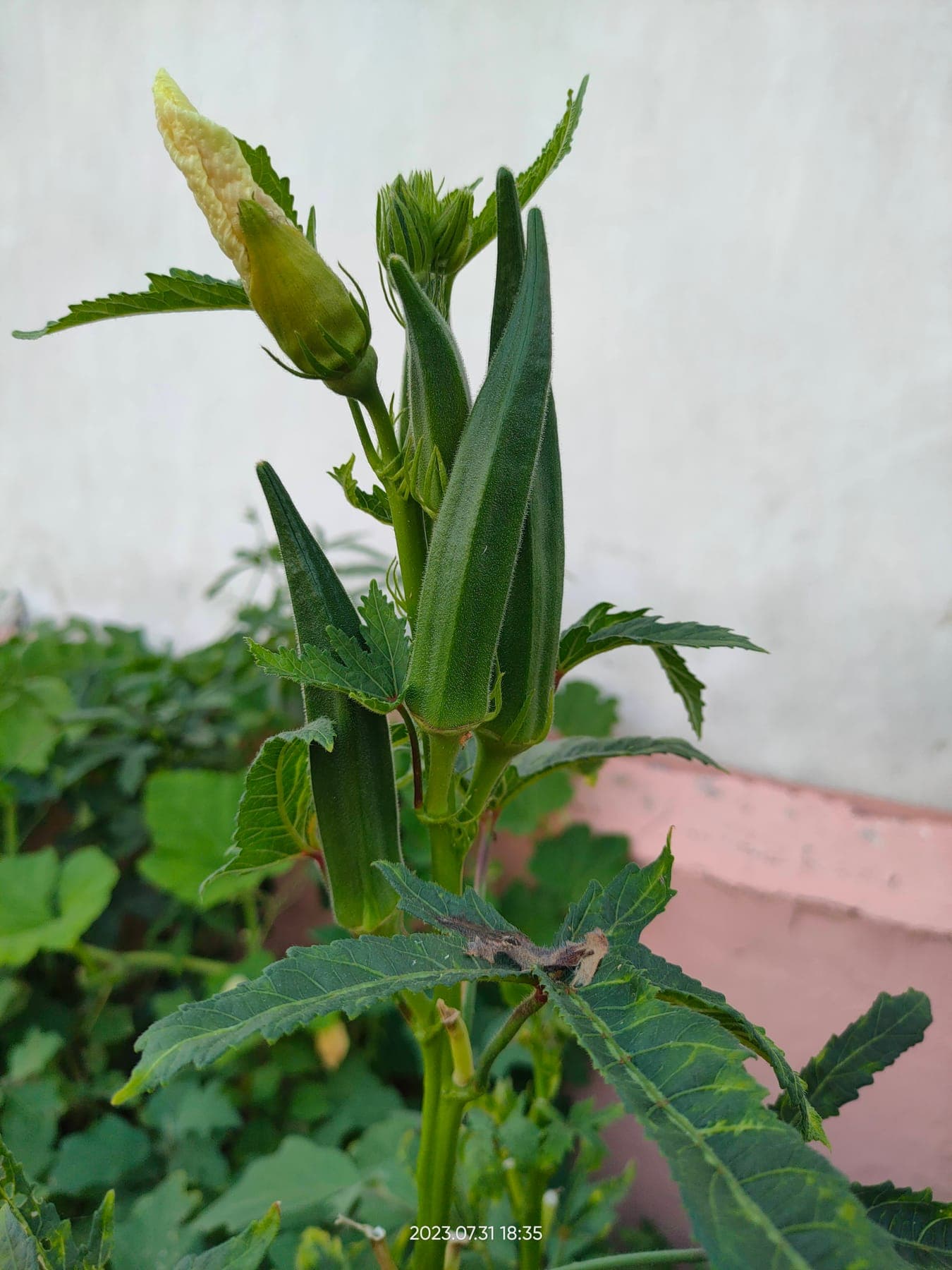 Okra