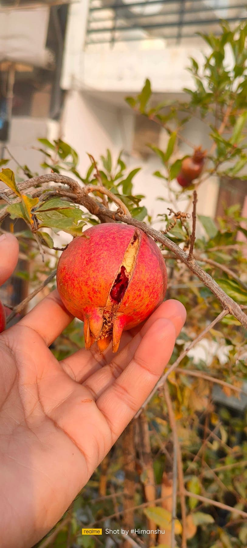 Pomegranate