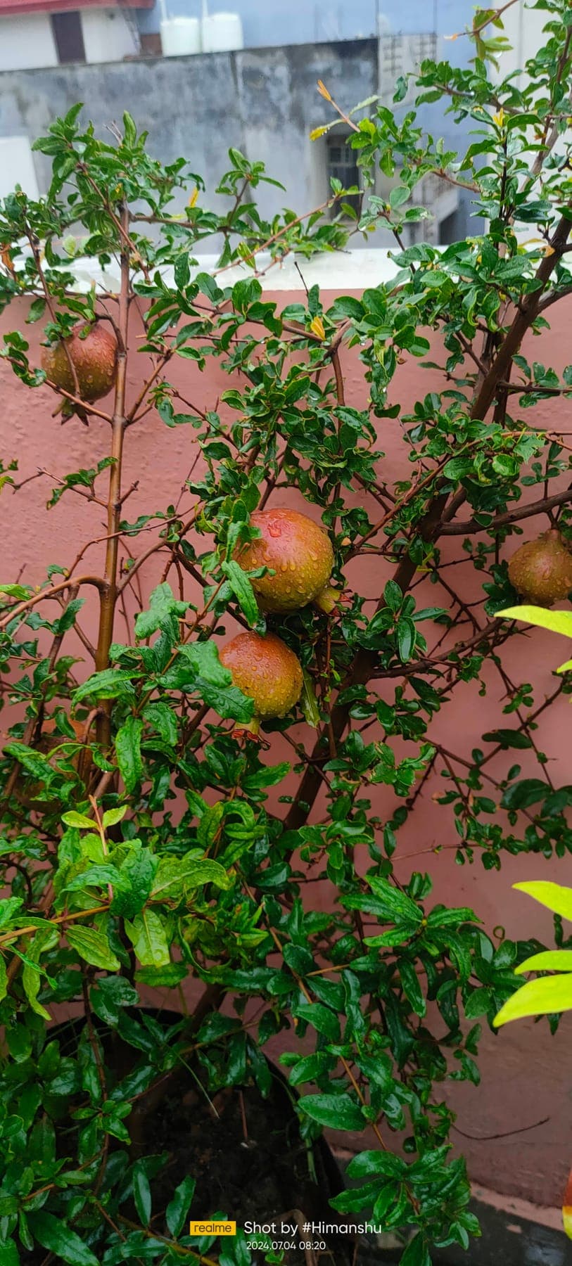 Pomegranate