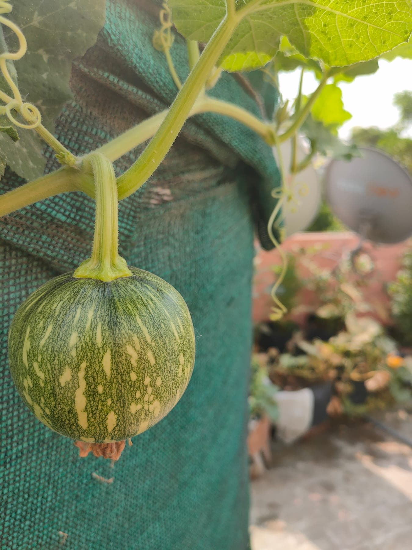 Pumpkin