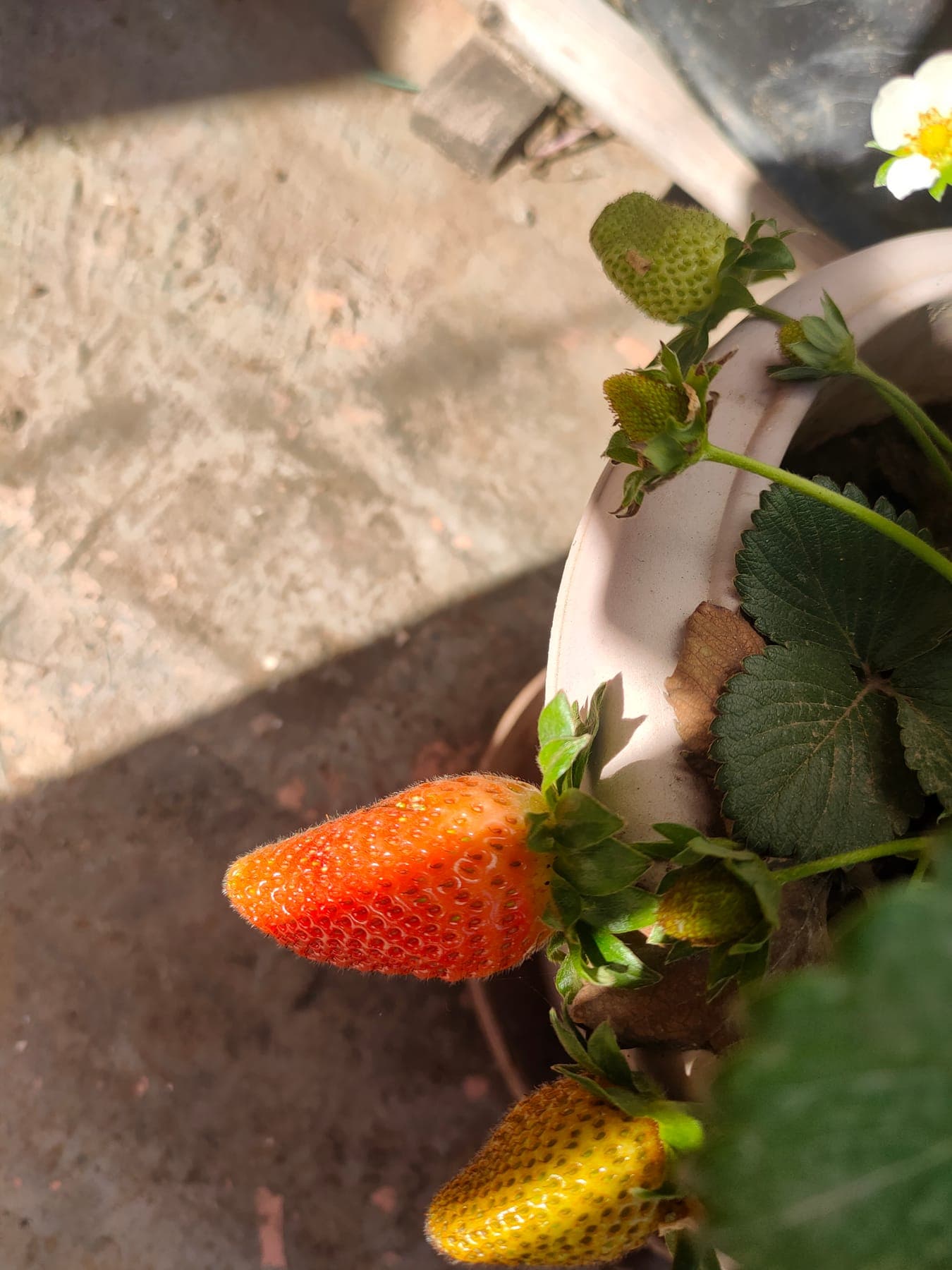 Strawberries
