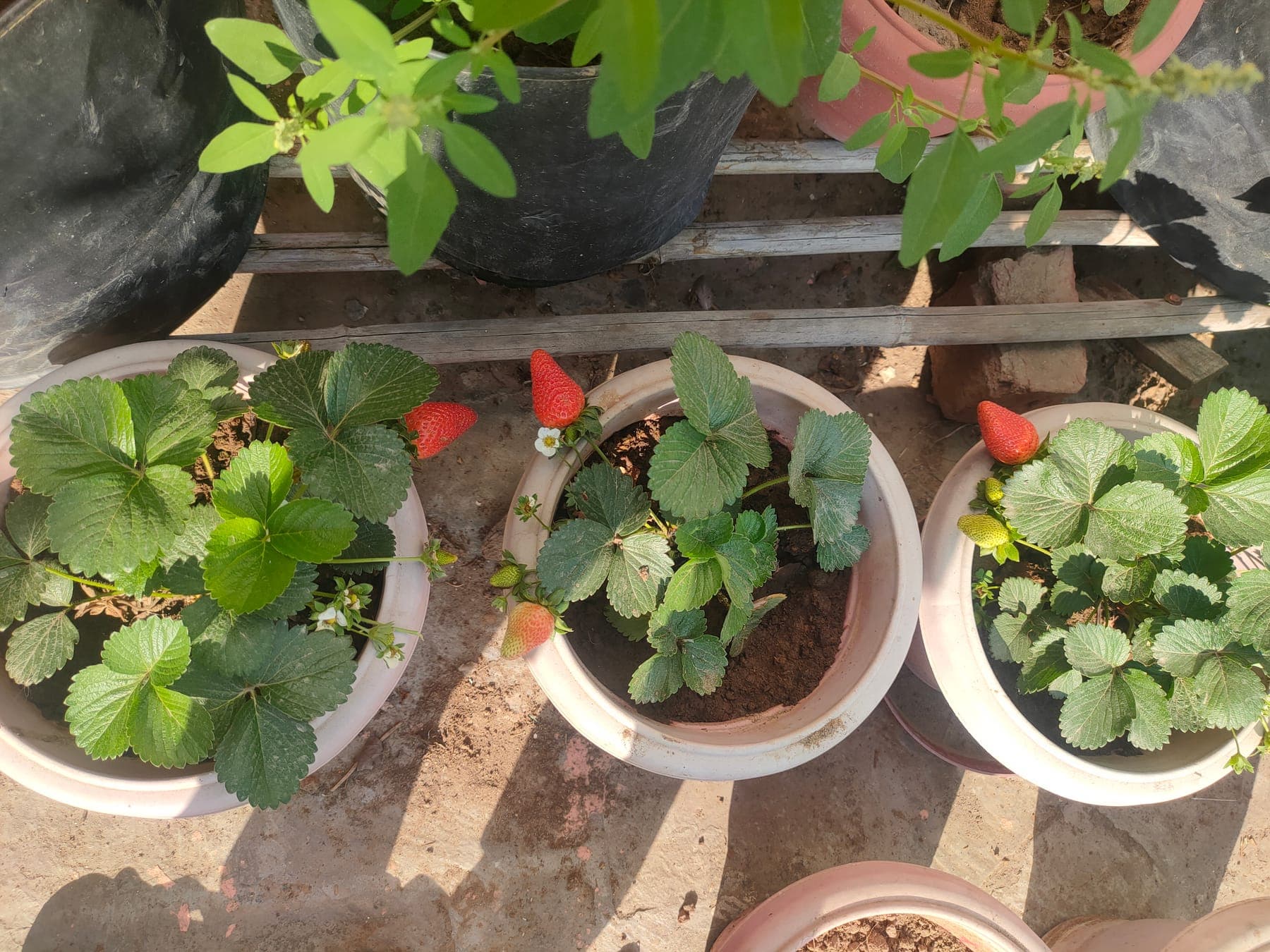 Strawberries