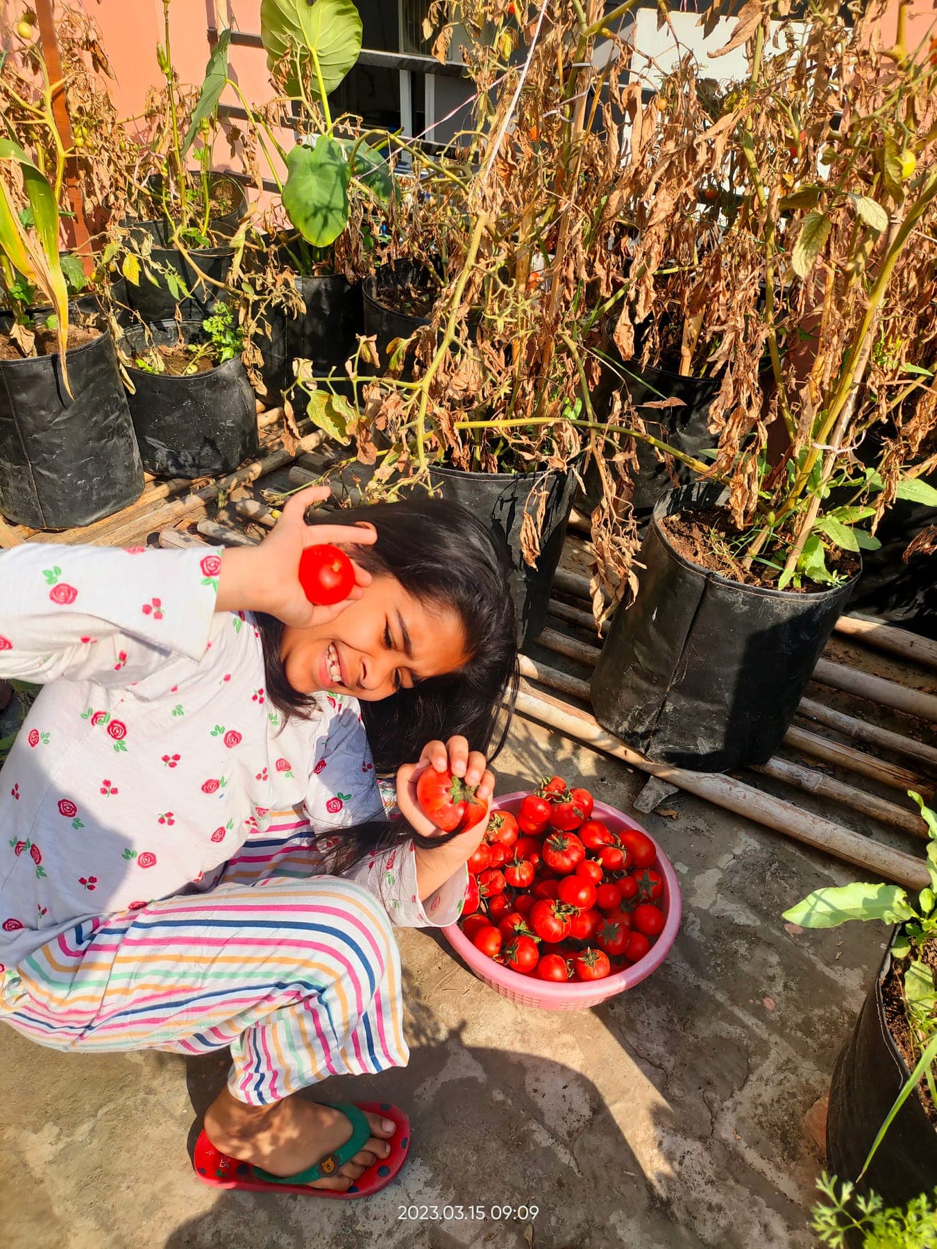 Tomatoes