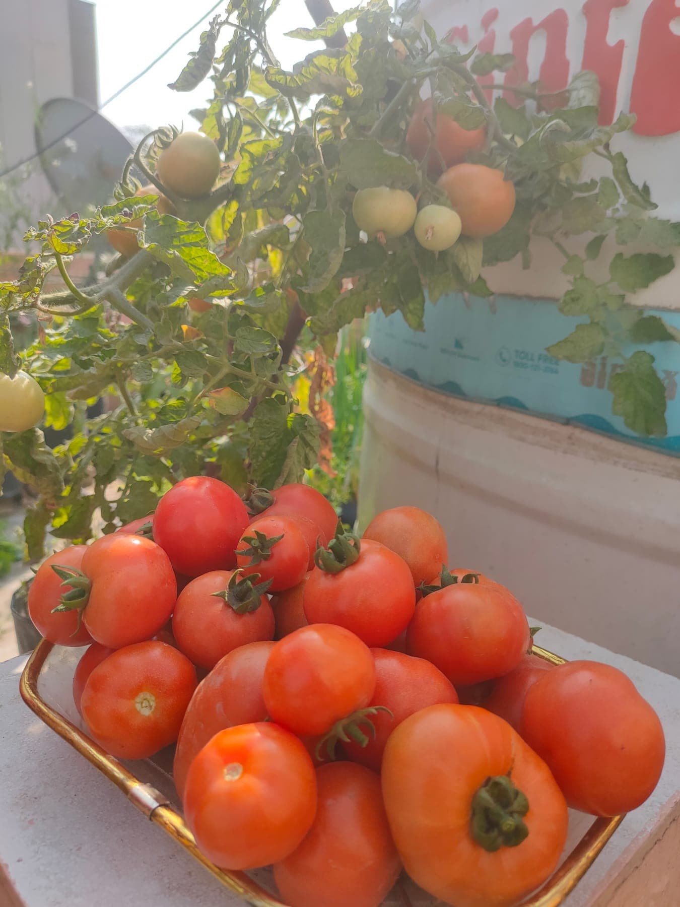Tomatoes